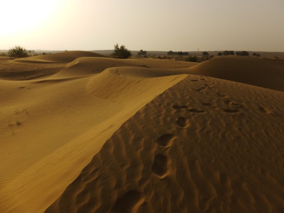 Morning at the Thar Desert